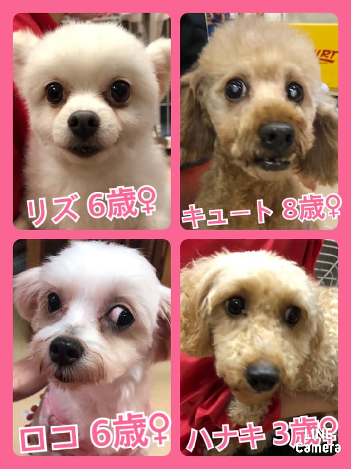 🐾今日の里親様募集中ワンコ🐶メンバーです🐾2020,11,27